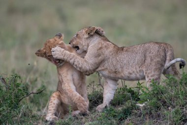 Kenya'daki Masai Mara oyun rezerv, kill sitesinde besleme sonra oynayan iki aslan küp