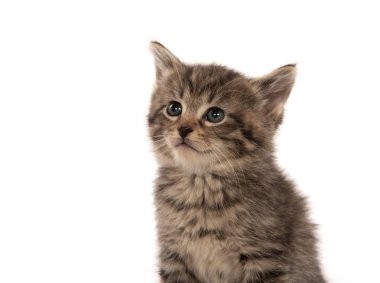 Şirin bebek beyaz arka plan üzerinde izole dört haftalık tabby yavru kedi