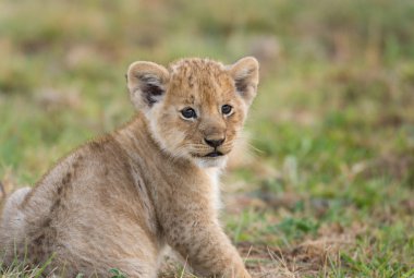 Afrika aslanı yavrusu bir Savannah Masai Mara, Kenya