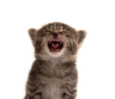 Beyaz arka plan üzerinde izole kedi şirin üç haftalık tekir stenografi ağlıyor