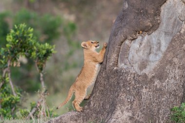 Kenya'daki Masai Mara oyun rezerv, bir ağaca tırmanmaya çalışıyor sevimli aslan yavrusu