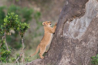 Kenya'daki Masai Mara oyun rezerv, bir ağaca tırmanmaya çalışıyor sevimli aslan yavrusu
