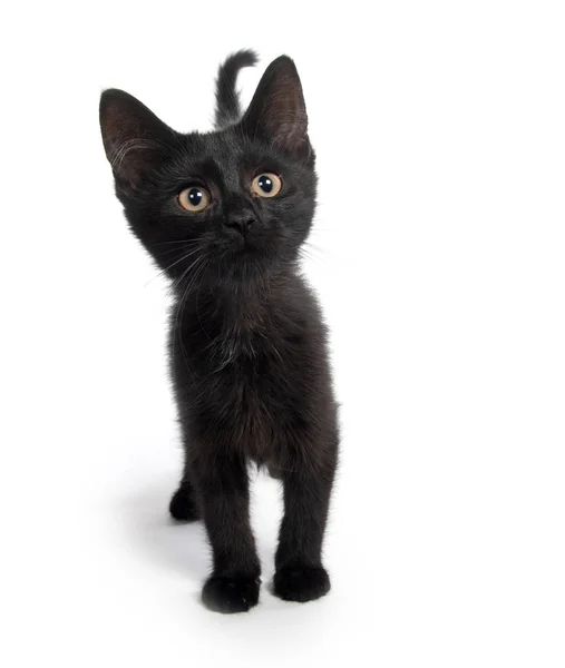 Leuk Zwart Katje Kijken Camera Geïsoleerd Witte Achtergrond — Stockfoto