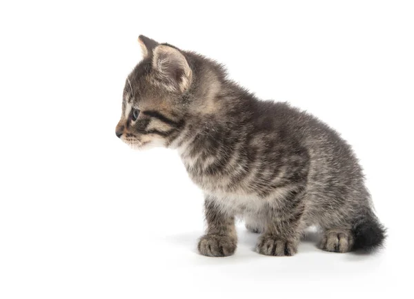 Schattige Baby Tabby Kitten Vergadering Geïsoleerd Witte Achtergrond — Stockfoto