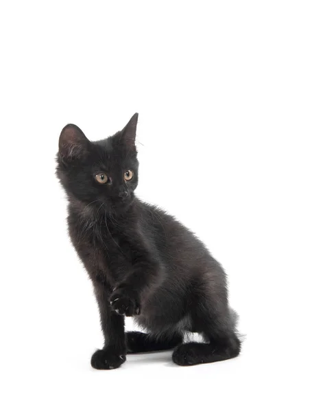 Cute Black Kitten Looking Raising Its Paw Isolated White Background — Stock Photo, Image