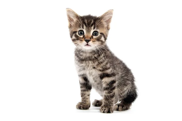 Schattige Baby Tabby Kitten Vergadering Geïsoleerd Witte Achtergrond — Stockfoto