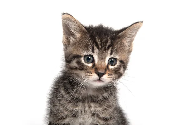 Portrait Cute Baby Tabby Kitten Isolated White Background — Stock Photo, Image