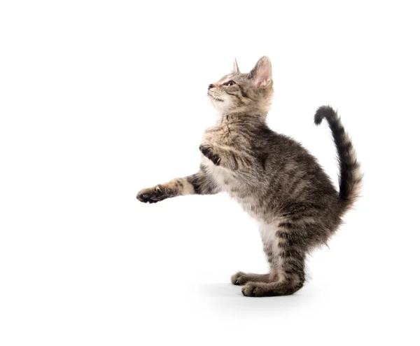Niedliches Baby Tabby Kätzchen Springt Und Spielt Isoliert Auf Weißem — Stockfoto