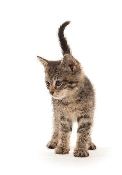 Bonito Bebê Tabby Gatinho Isolado Fundo Branco — Fotografia de Stock