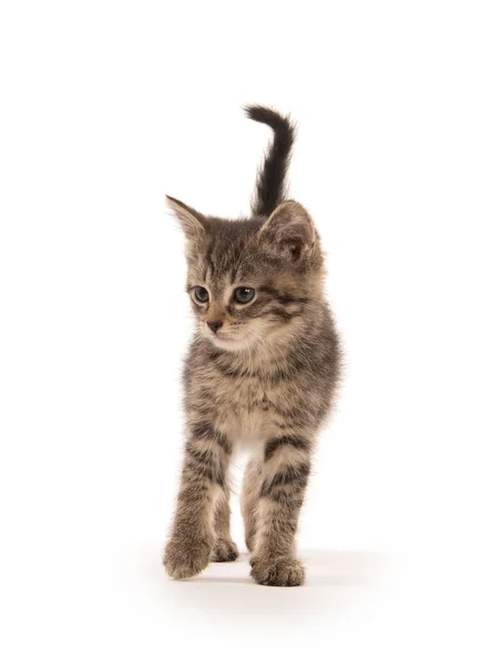 Bonito Bebê Tabby Gatinho Isolado Fundo Branco — Fotografia de Stock