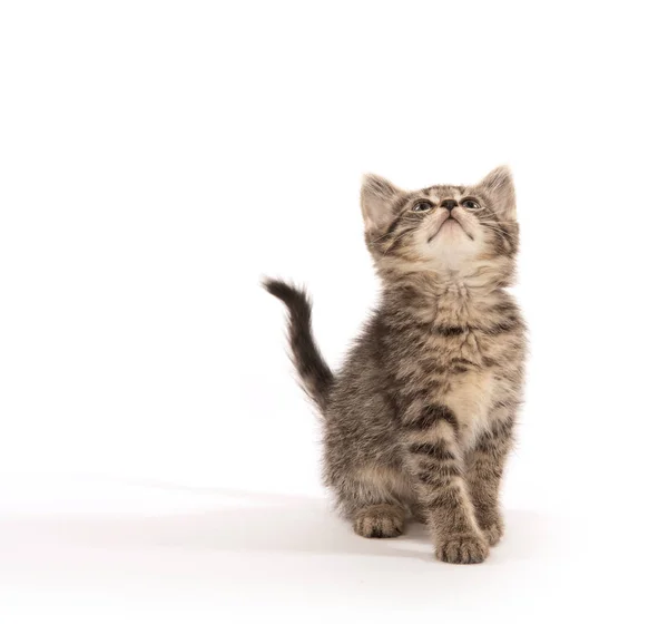 Lindo Bebé Tabby Gatito Aislado Blanco Fondo — Foto de Stock