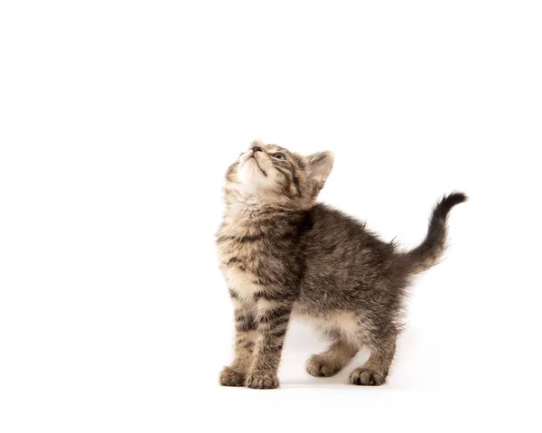 Cute Baby Tabby Kitten Isolated White Background — Stock Photo, Image