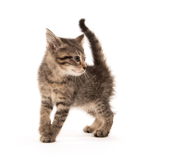 Lindo Bebé Tabby Gatito Aislado Blanco Fondo — Foto de Stock