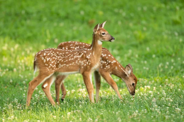 Két Whitetail Szarvas Foltok Egy Nyílt Nyári Rét — Stock Fotó