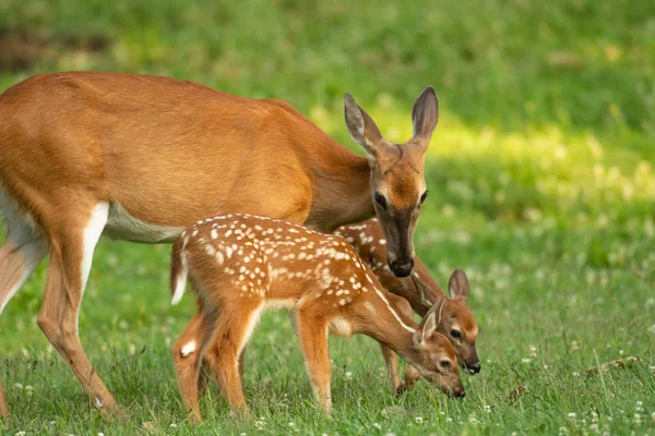 Une Biche Queue Blanche Ses Deux Faons Dans Une Prairie — Photo