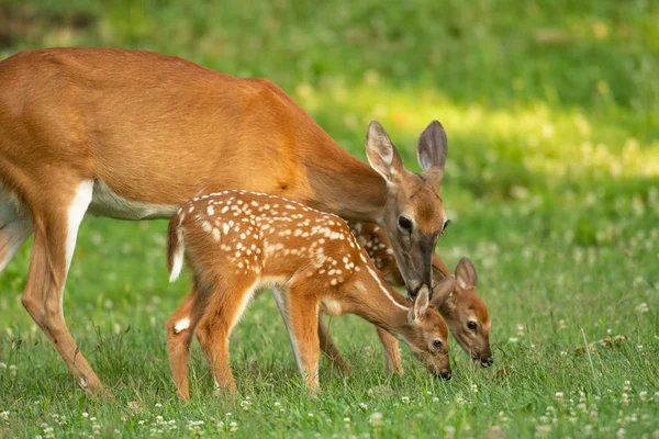 一个白色尾鹿母鹿和它的两个讨好在一个开放的草地夏天 — 图库照片