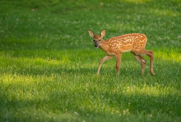 Faon Cerf Virginie Avec Des Taches Dans Une Prairie Été — Photo