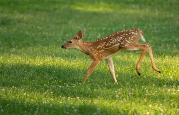 一只白尾鹿 夏天有斑点在草地上玩耍 — 图库照片
