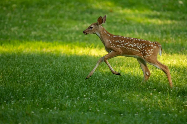 一只白尾鹿 夏天有斑点在草地上玩耍 — 图库照片