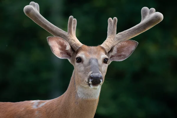 Jeleń Buck Portret Aksamitu Poroże Lecie — Zdjęcie stockowe