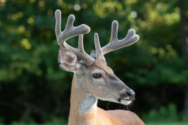 White Tailed Deer Buck Portrait Velvet Antlers Summer — Stock Photo, Image