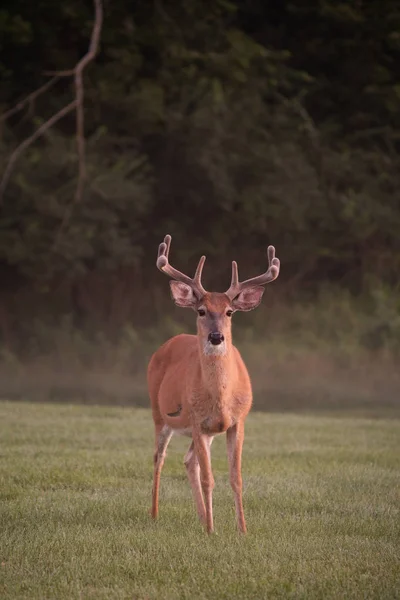 Large White Tailed Deer Buck Velvet Antlers Open Field Light — Stock Photo, Image