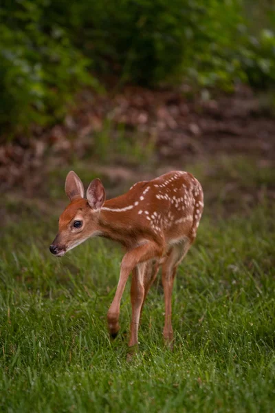 Een Witstaarthert Fawn Met Vlekken Een Weide Zomer — Stockfoto