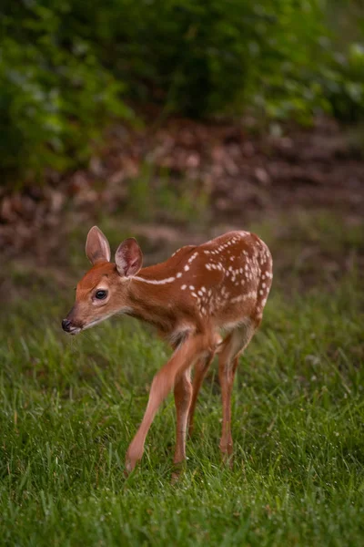 White Tailed Deer Fawn Spots Meadow Summer — Stock Photo, Image