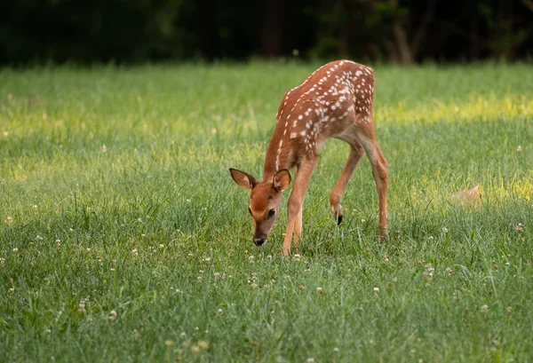 一只白尾鹿 在夏天的草地上放牧斑点 — 图库照片