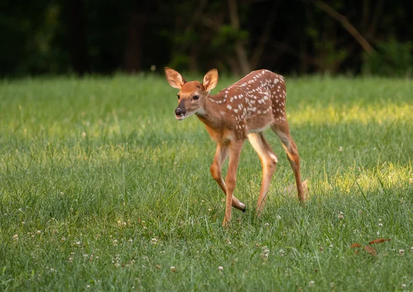 夏天的草地上有斑点的白尾鹿 — 图库照片