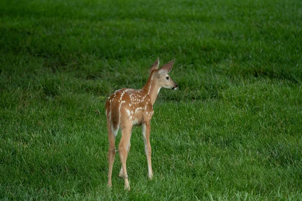 White Tailed Deer Fawn Spots Meadow Summer — Stock Photo, Image