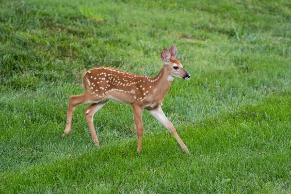 White Tailed Deer Fawn Spots Meadow Summer — Stock Photo, Image