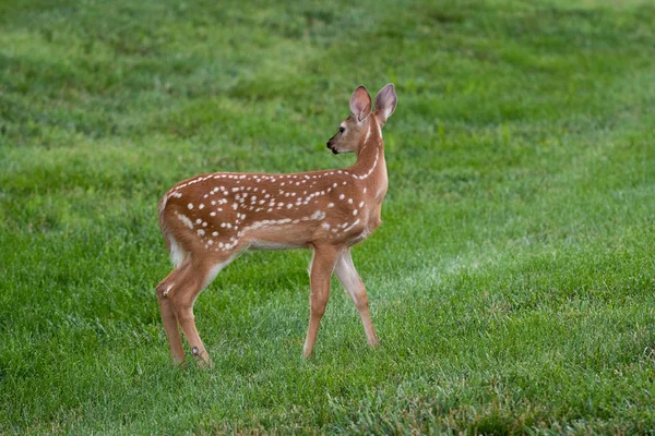 夏の草原でのスポットと白い尾の鹿子鹿 — ストック写真