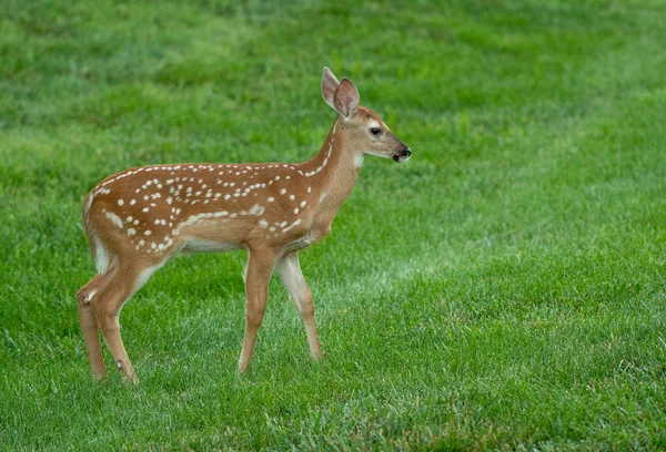 夏天的草地上有斑点的白尾鹿 — 图库照片