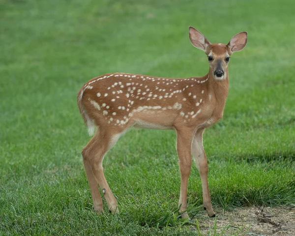 Faon Cerf Virginie Avec Des Taches Dans Une Prairie Été — Photo