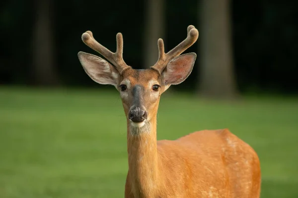 Portrait Cerf Virginie Avec Velours Sur Bois Été — Photo