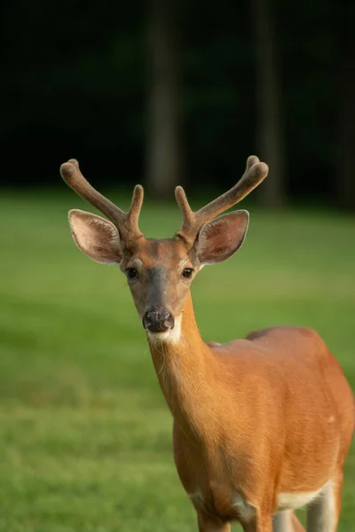 白尾鹿降压肖像与天鹅绒在鹿角在夏天 — 图库照片