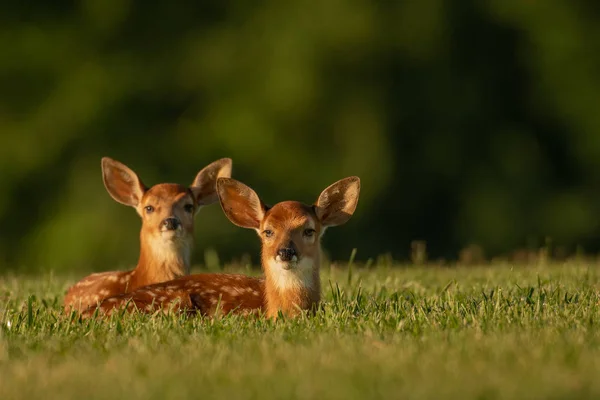 Two White Tailed Deer Fawns Bedded Open Field Summer — Stock Photo, Image