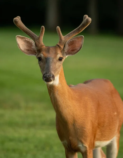 White Tailed Deer Buck Portrait Velvet Antlers Summer — Stock Photo, Image