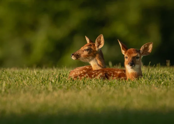 Dois Veados Cauda Branca Dormiam Campo Aberto Verão — Fotografia de Stock