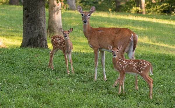 İdam kararını iletmek ve onun iki ak kuyruklu geyik fawns yaz aylarında açık bir çayırda