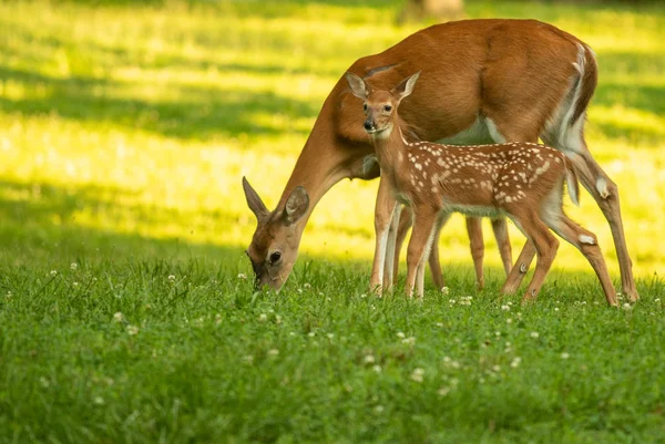 Cerf Virginie Son Faon Dans Une Prairie Ouverte Été — Photo