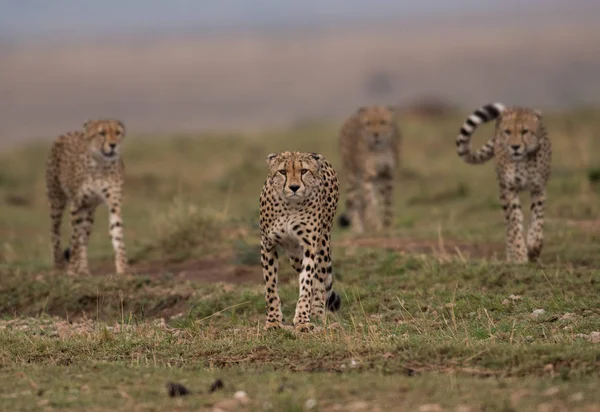 Quatre Guépards Chassent Masai Mara Game Reserve Kenya — Photo