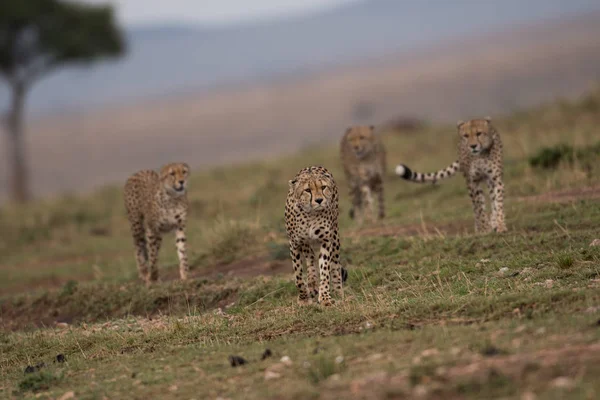 Four Cheetahs Hunting Masai Mara Game Reserve Kenya — Stock Photo, Image