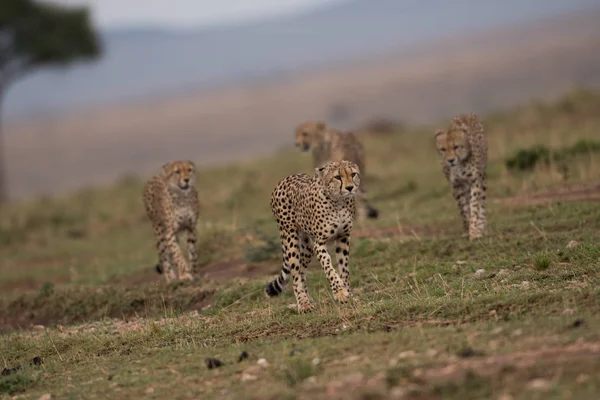 Τέσσερα Αιλουροειδή Κυνήγι Στο Μασάι Μάρα Παιχνίδι Στην Κένυα — Φωτογραφία Αρχείου