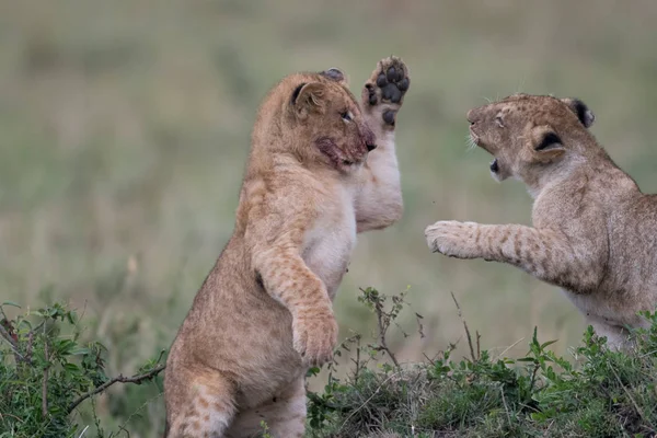 Two Lion Cube Playing Feeding Kill Site Masai Mara Game — Stock Photo, Image