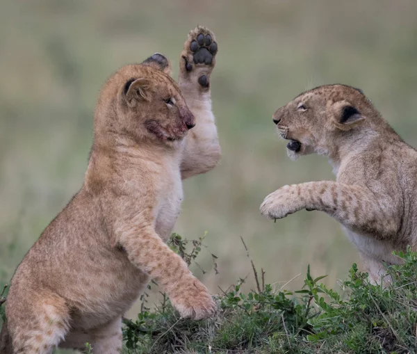 Twee Leeuw Kubus Spelen Voeding Een Site Van Doden Masai — Stockfoto