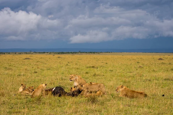Masai Mara Game Reserve manda bir Savannah beslenirler aslan gurur.
