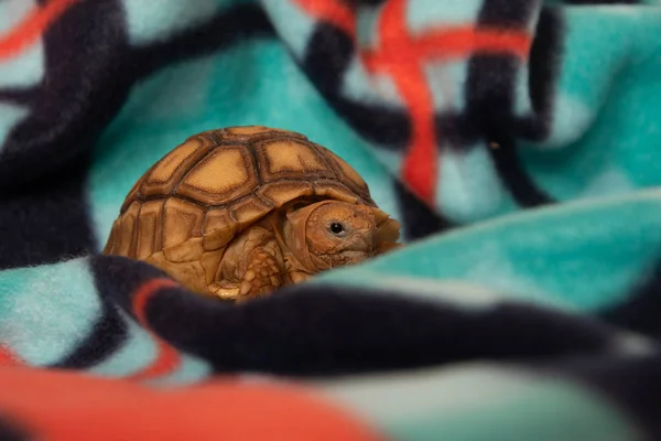 Молодой Африканский Питомец Черепахи Разноцветном Одеяле — стоковое фото