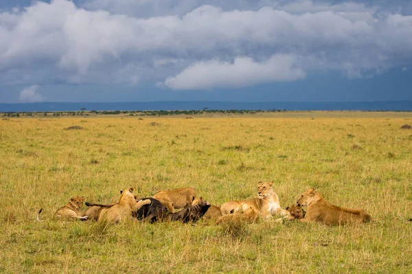 サバンナでヌーにマサイマラ Game Reserve のライオンのプライド — ストック写真